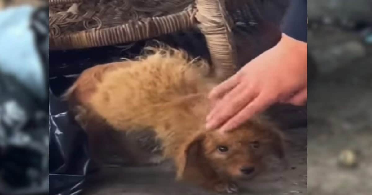 Abandoned Puppy Found at Garbage Dump, Head Dropping in a Heartbreaking Plea for Love