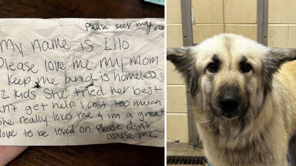A Dog Was Left Behind With a Heartbreaking Note, But Her Story Didn’t End There