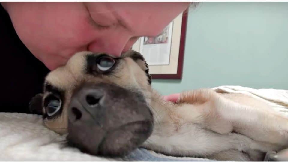 Starving Dog Angel Finds Hope In The Arms Of Rescuers