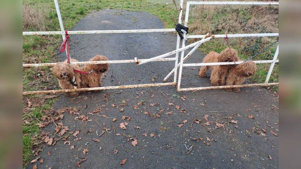 Four Terrified Puppies Wait Alone Until One Stranger Stops to Help