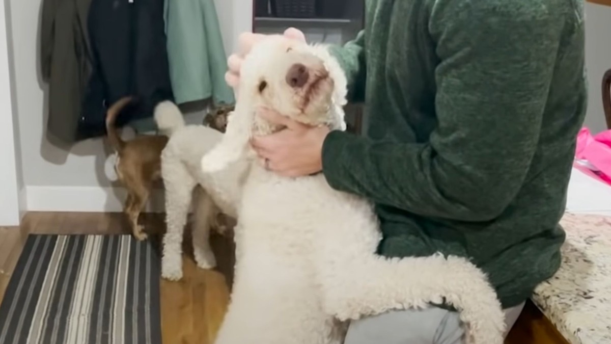 The Poodle Who Hugs Like Her Life Depends On It