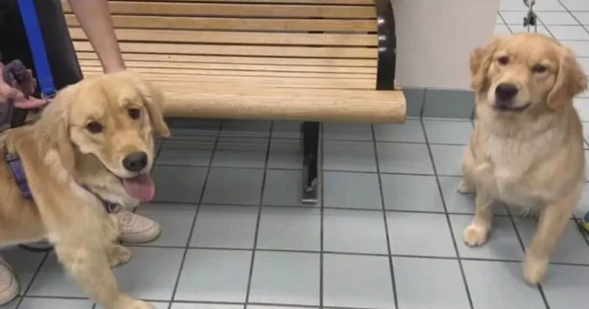 Family Accidentally Picks Up The Wrong Golden Retriever From Daycare, Chaos Ensues