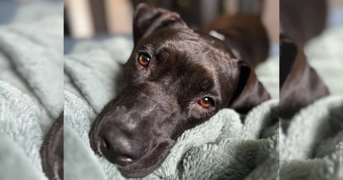World’s Loneliest Foster Dog Has Her Heart Broken For The 8th Time