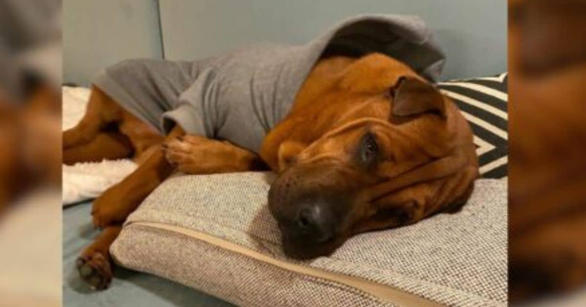 After 2 Years of Living In A Shelter, This Cute Pup Finally Has A Mom To Tuck Him in Every Night