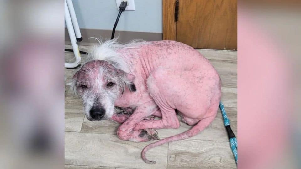 Sunburned Dog Left Alone in a Ditch Finds Love After the Hardest Days of Her Life