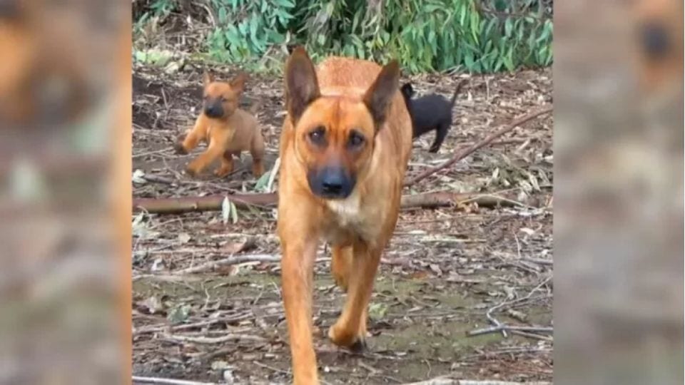 Teacher’s Curiosity Leads to a Heartwarming Discovery of a Stray Dog Family