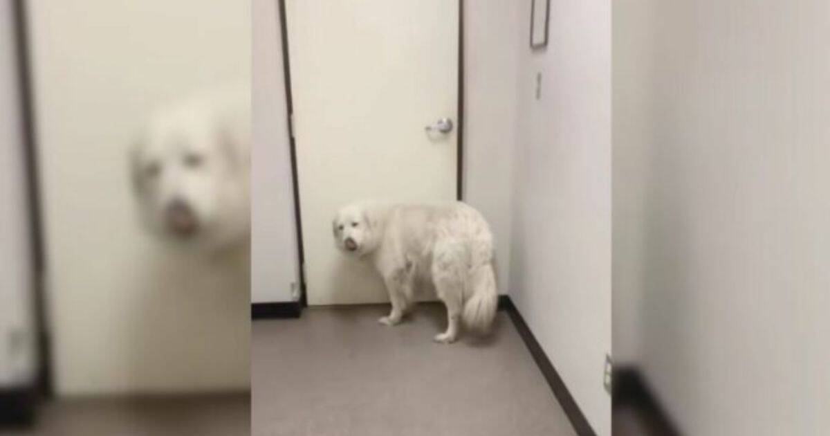 Heartbroken Surrendered Dog Sits Alone at Shelter Door, Longing for Her Beloved Family