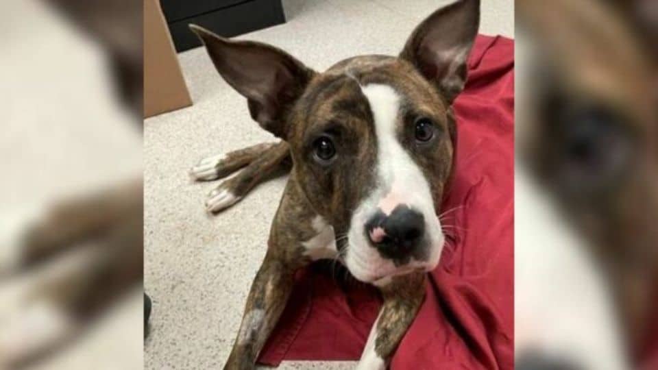 Dog With Serious Injury Was Given Up at a Shelter but Found Healing and Freedom