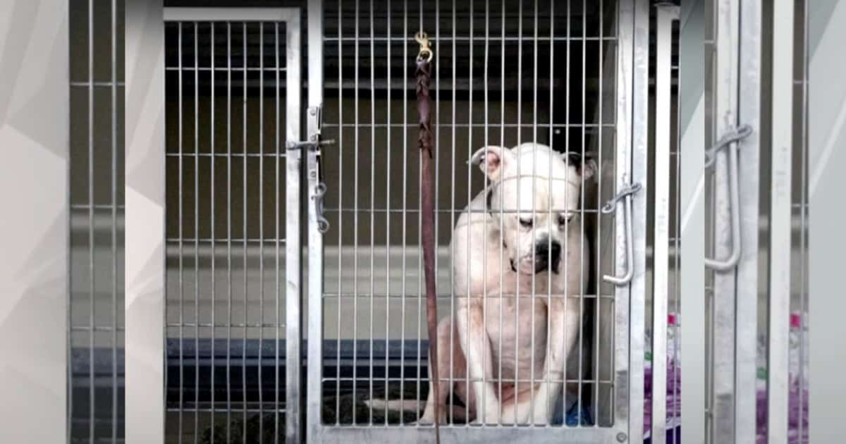 Lonely Dog Hides Away After Being Abandoned By His Family
