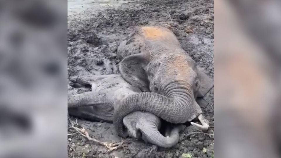 Mother Elephant Clings to Her Baby While Fighting for Survival in the Mud