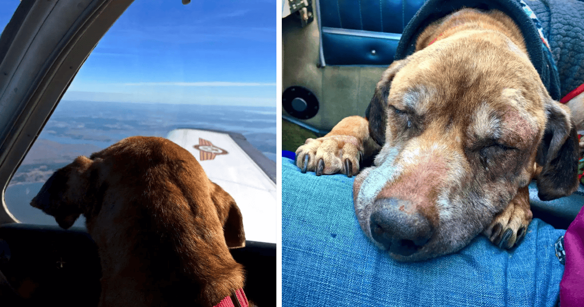 A Final Journey to Love: How One Pilot Gave a Shelter Dog The Greatest Gift in Her Last Days