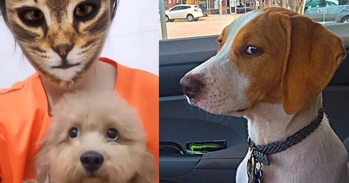 Funniest Pup Moments of the Week: You Won’t Believe Their Reactions!