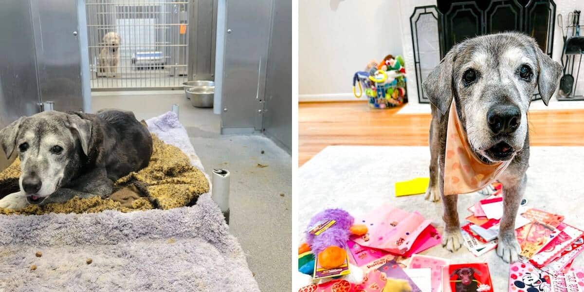 19-Year-Old Dog Transforms into Playful Puppy After Being Saved from Shelter