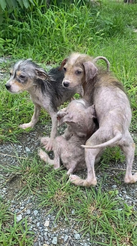 They Were Lying in the Trash — But Their Hearts Were Still Beating