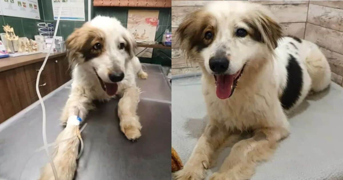 Stray Dog Faces Heartbreaking Diagnosis But Clings To Hope For A Loving Home