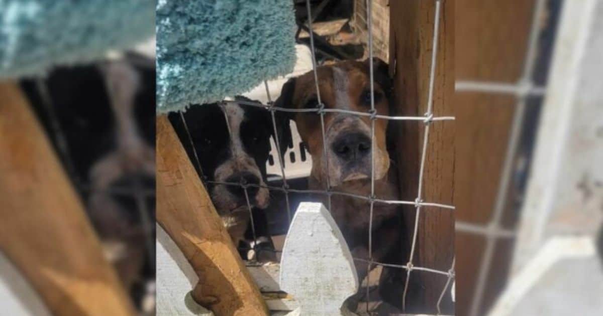 Heartwarming Rescue: Abandoned Pups Locked in Yard Move Rescuers to Tears