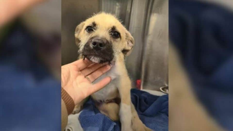 Nevada Foster Mom Saves Paralyzed Dog Scheduled for Euthanasia Then Witnesses a Miracle
