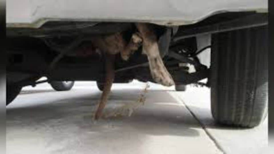 Terrified Dog Found Trapped in Car Engine Rescued by Arizona Humane Society