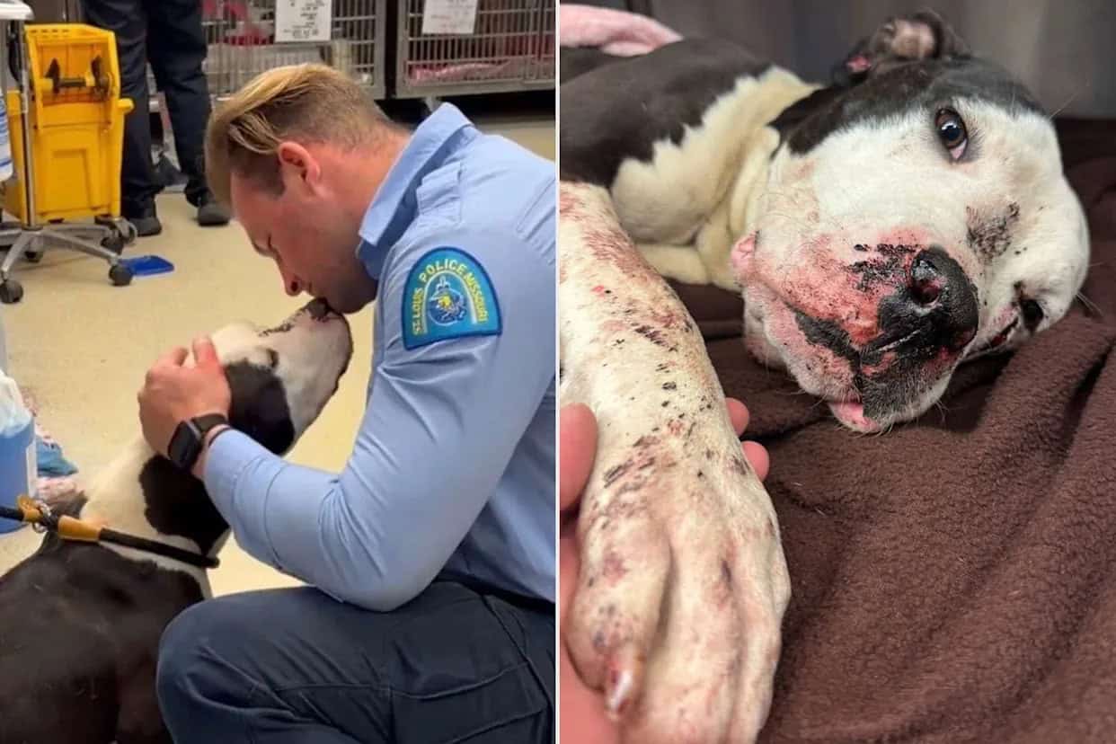 Injured Stray Dog Found Covered In Blood Now Gets A Second Chance