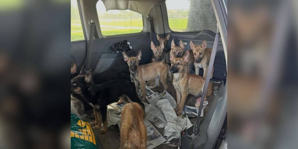 Nine Starving Puppies Found Living Alone in Abandoned Car Get Second Chance at Life