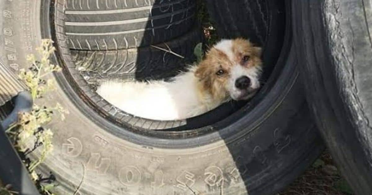 Gas Station Owner Discovers ‘Injured’ Stray Dog Hiding Away In a Worn-Out Tire
