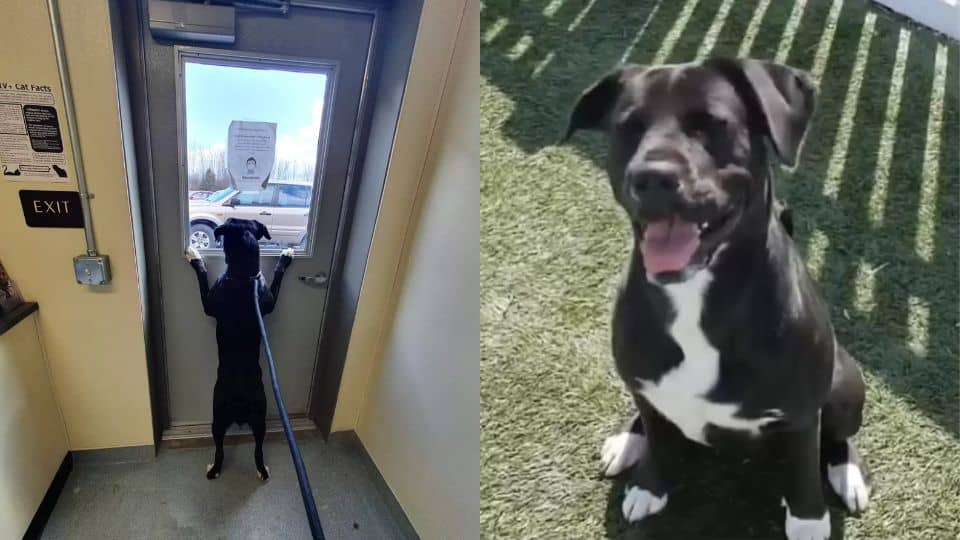 How Baby the Pit Bull Found Love After Life on the Streets