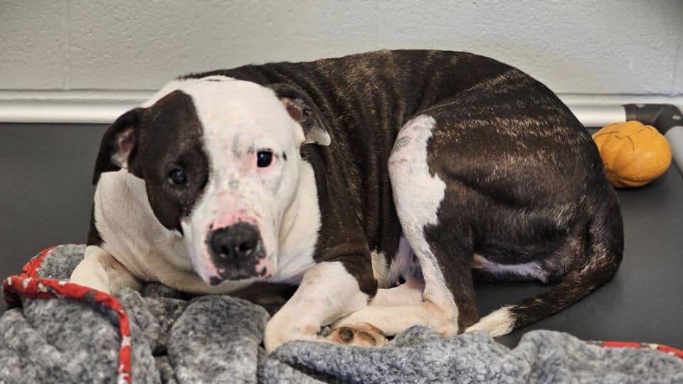 Family Gives Up Sweet Pit Bull for Being Too Affectionate, Then She Finds Real Love