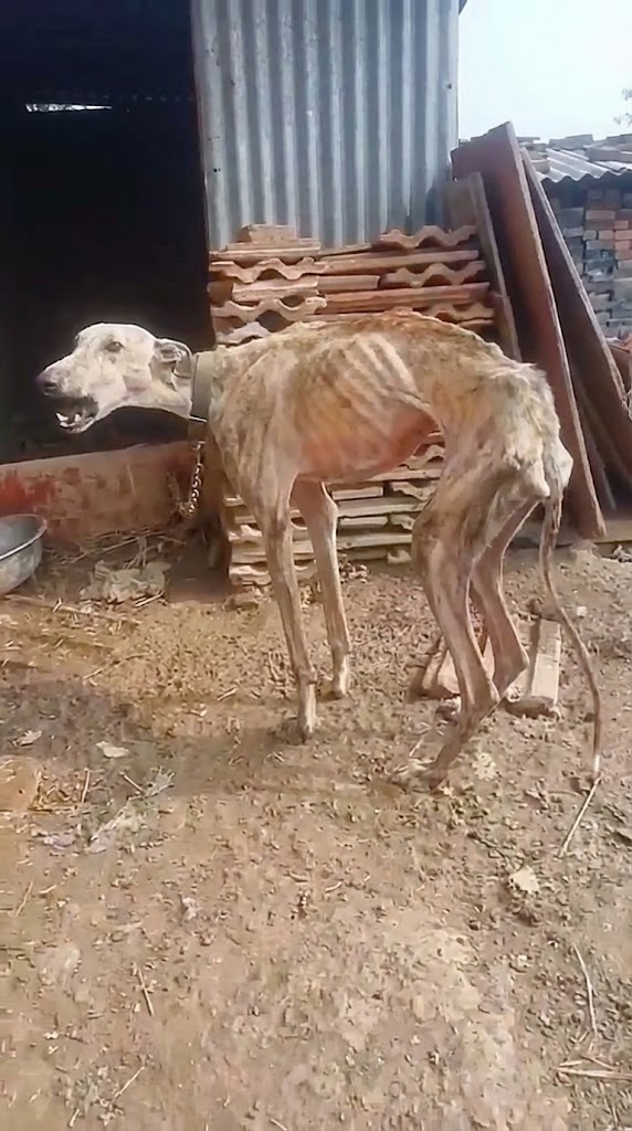Ten Years in Chains — The Day Lulu the Greyhound Finally Walked Free